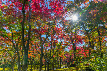紅葉の箱根美術館　神奈川県箱根町