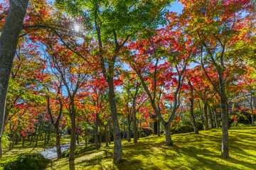 紅葉の箱根美術館　神奈川県箱根町