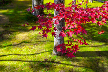 紅葉の箱根美術館　神奈川県箱根町