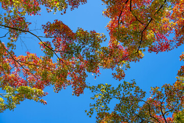 紅葉の箱根美術館　神奈川県箱根町