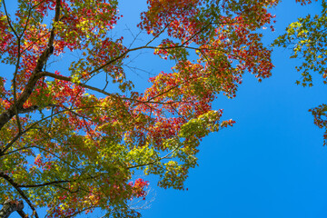 紅葉の箱根美術館　神奈川県箱根町