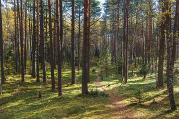 Fototapeta na wymiar Background of coniferous trees in the forest on a sunny day with a path stretching into the distance