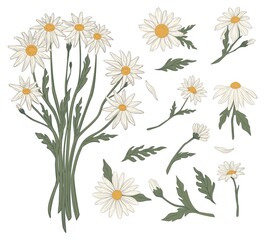 Chamomile bouquet of flowers summer spring blossom