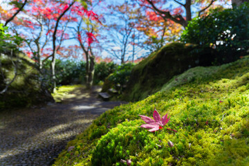 苔と紅葉の落ち葉　日本の秋イメージ