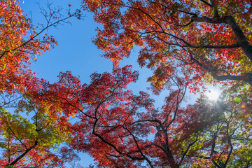 紅葉の箱根美術館　神奈川県箱根町