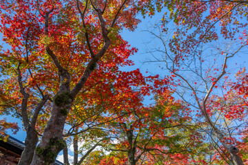 紅葉の箱根美術館　神奈川県箱根町