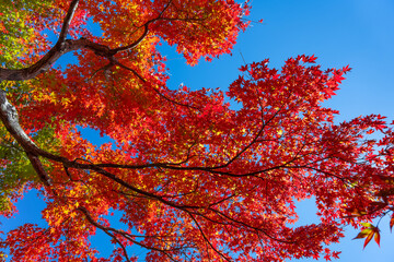 美しい紅葉　日本の秋