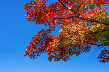 紅葉の箱根美術館　神奈川県箱根町