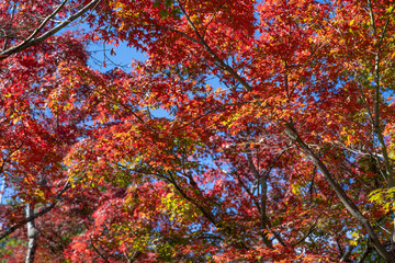 紅葉の箱根美術館　神奈川県箱根町