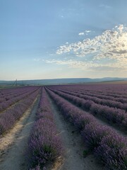 Fototapeta na wymiar lavender field in region