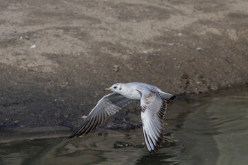 Tern in flight