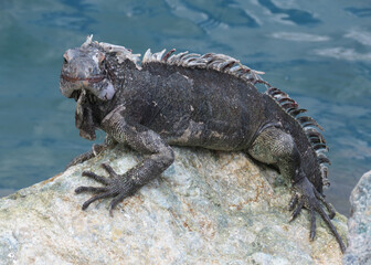 St Thomas ISVI not very friendly iguana