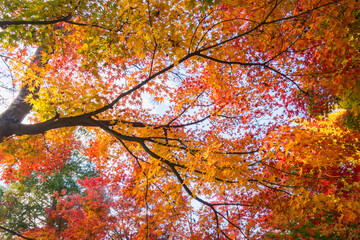 河口湖もみじ回廊の秋風景２０２１