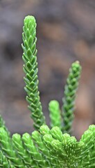 Close up of a fresh Norfolk Island Pine branch