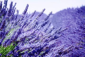 Lavender field