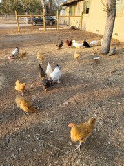 Chickens