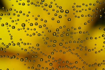 이슬이 내려앉은 거미줄에 투영된 꽃송이. 다가서면 보이는 풀숲 풍경. 경이롭다.