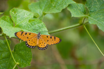 Beautiful butterfly resting on a leaf, nature background.