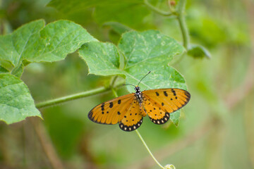 Obraz premium Beautiful butterfly resting on a leaf, nature background.