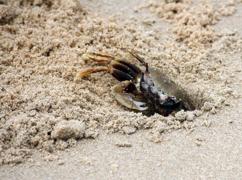 Horned ghost crab or horn-eyed ghost crab (Ocypode ceratophthalmus) on a beach in Goa (India) : (pix SShukla)