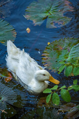 a white duck swimming in lotus pool