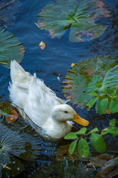a white duck swimming in lotus pool