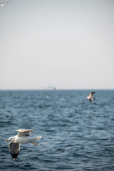 Beautiful Bird floating in the Seawater, Karachi, Pakistan. 