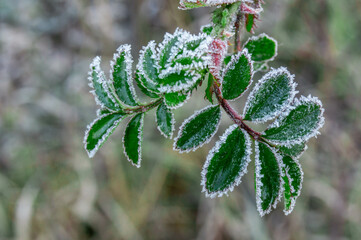Close-up of frost on a green rose leaf on a blurred background