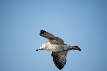 Beautiful Bird floating in the Seawater, Karachi, Pakistan. 