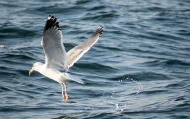 Beautiful Bird floating in the Seawater, Karachi, Pakistan. 
