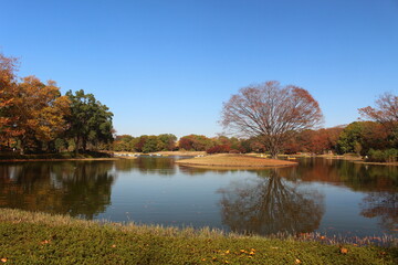 見事に染まる紅葉の木と池 昭和記念公園