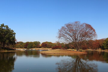 見事に染まる紅葉の木と池 昭和記念公園