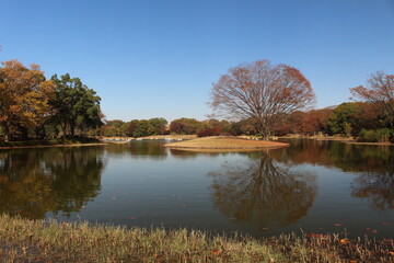 Obraz premium 見事に染まる紅葉の木と池 昭和記念公園 