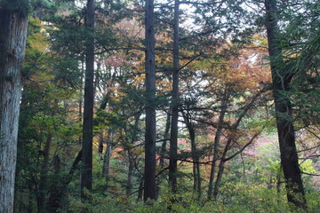 Obraz premium 紅葉はじめの森林