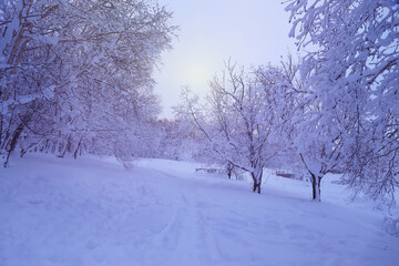 Obraz premium Winter landscape, snow covered trees