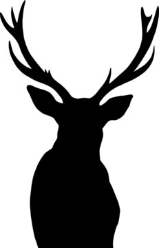 Vector drawing of balck and white deer silhouette