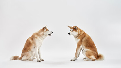 Naklejka na ściany i meble Shiba Inu dogs sitting and looking at each other