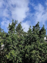 Árbol y cielo azul con nubes