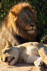 African lion, Transvaal lion (Panthera leo krugeri), also known as the Southeast African lion,...