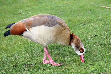 a goose eating in a park