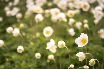 Anemones bloom in a group on a spring green meadow in the soft light of the morning. Background. Selective focus in the foreground