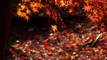 晩秋と紅葉
