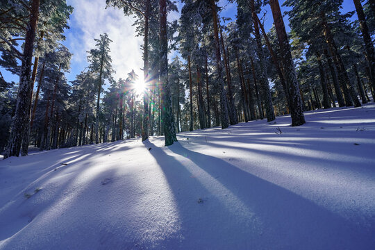 Blanket of freshly fallen snow on the forest floor and rays of sunlight through the trees. Guadarrama Madrid.