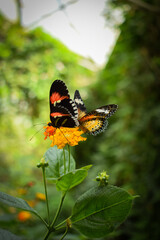 black orange and white butterflies on a yellow flower with blurred background