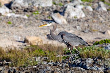 The great blue heron (Ardea herodias) is a large wading bird in the heron family Ardeidae