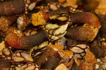 Barnacle fund in the stone market in Vigo (Spain), Galician gastronomy, selective approach.