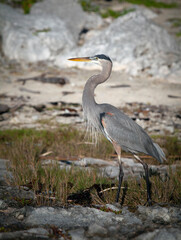 The great blue heron (Ardea herodias) is a large wading bird in the heron family Ardeidae
