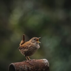 Photo with little bird in wild nature 
