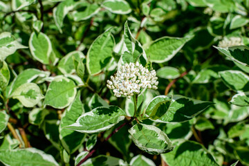 Many small vivid variegated green and white leaves on branches of Cornus Alba Elegantissima shrub.in a garden in a sunny spring day, beautiful outdoor botanical background with selective focus