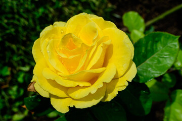Close up of one large and delicate vivid yellow orange rose in full bloom and small water drops in a summer garden, in direct sunlight, with blurred green leaves in the background..